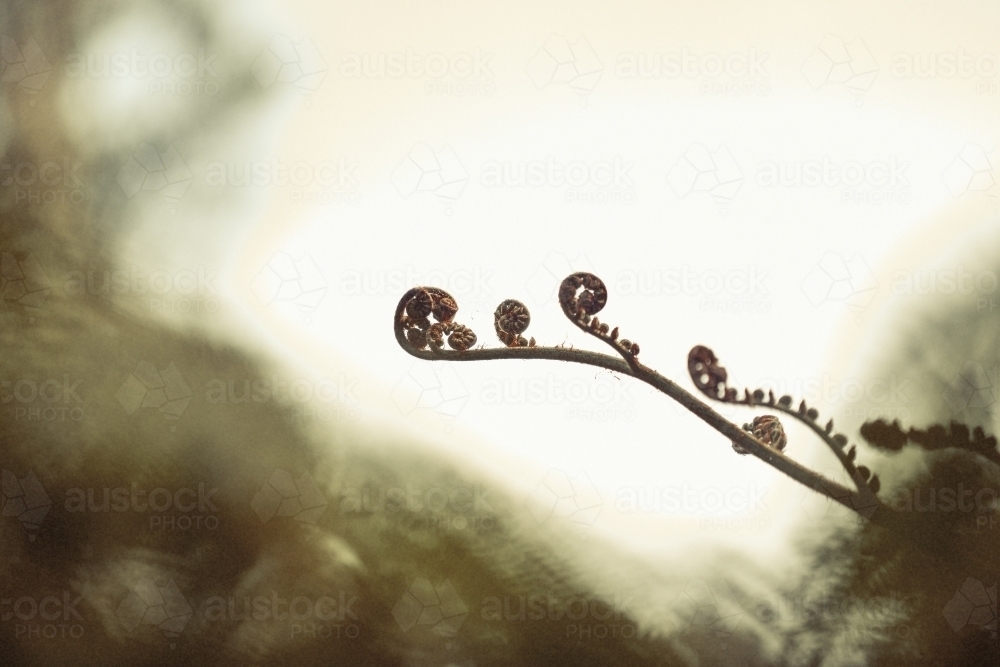 Tree ferns - Australian Stock Image