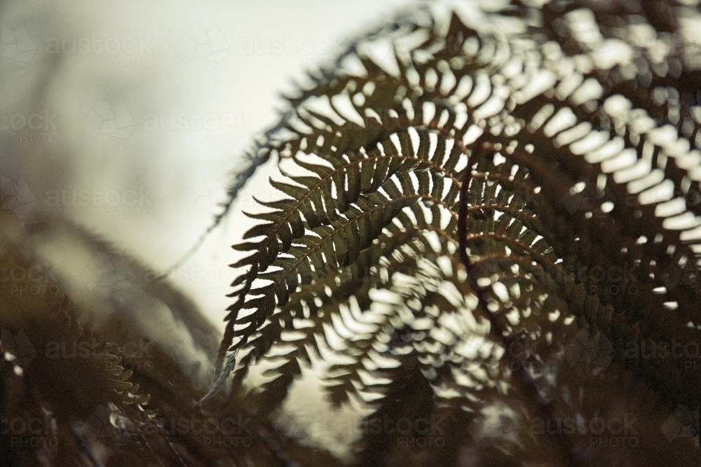 Tree ferns - Australian Stock Image