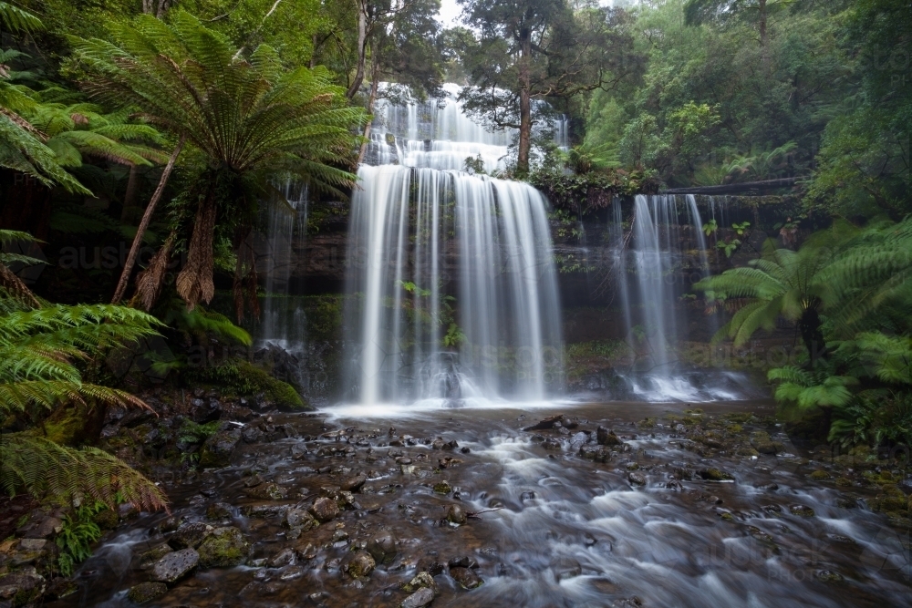 Tree ferns beside Russell Falls waterfall - Australian Stock Image
