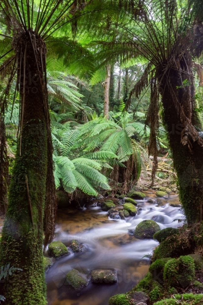 Image of Tree ferns by a stream with soft, flowing water Austockphoto