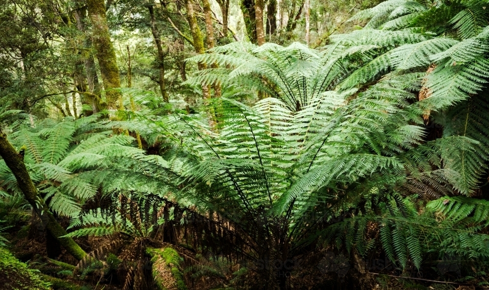 tree ferns on forest floor - Australian Stock Image