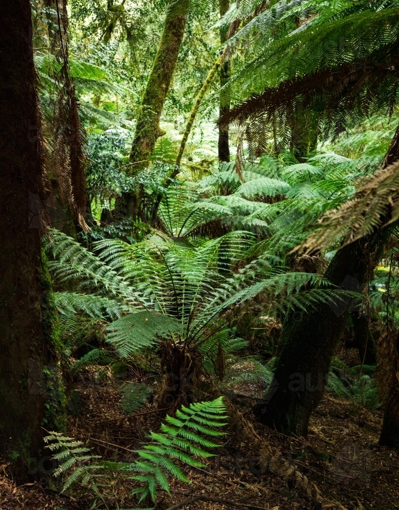 tree ferns on forest floor, vertical - Australian Stock Image