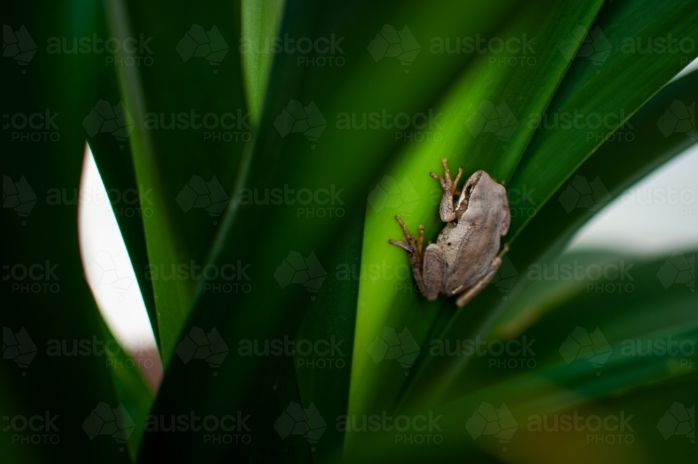 Tree Frog Sitting on a Green Leaf - Australian Stock Image