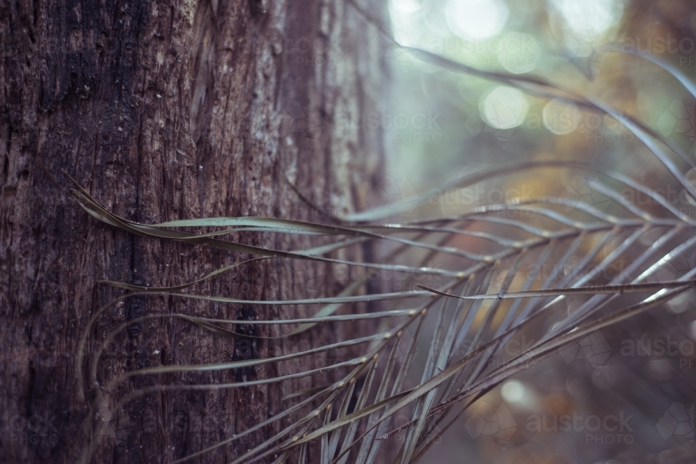 tree frond and trunk in forest - Australian Stock Image
