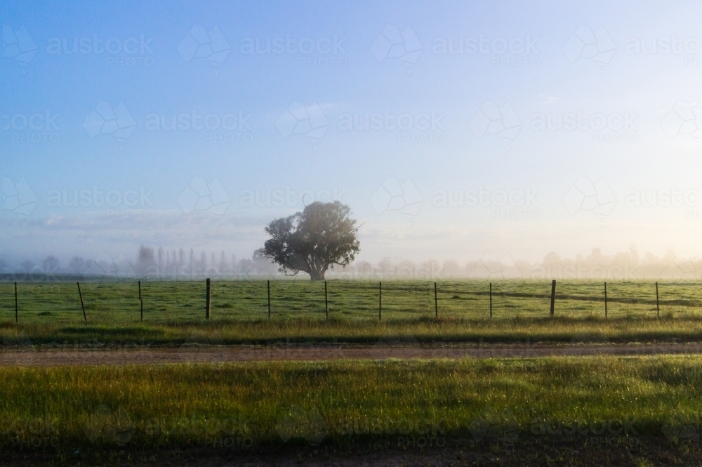Tree in a foggy paddock - Australian Stock Image