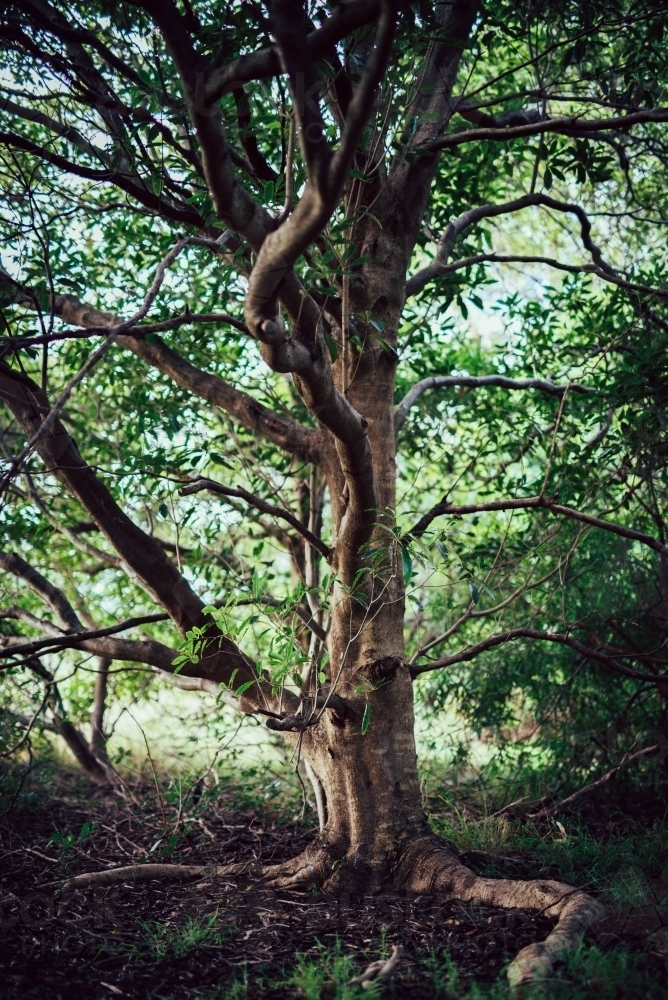Tree in a forest - Australian Stock Image