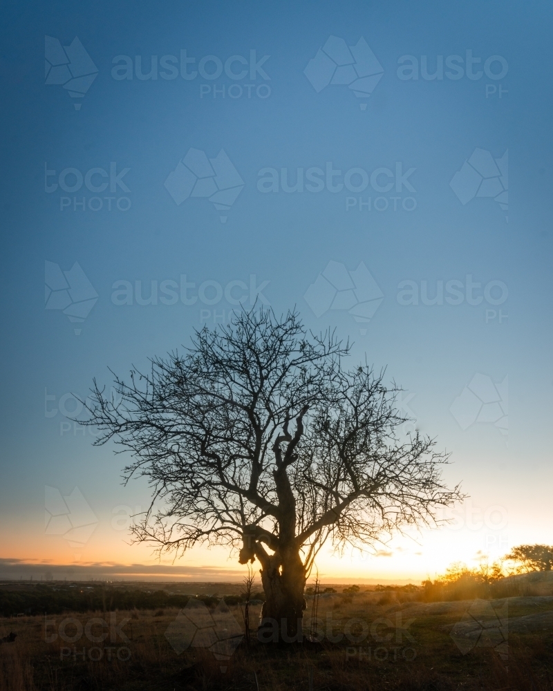 Tree in a Rural Paddock Backlit by the Rising Sun - Australian Stock Image