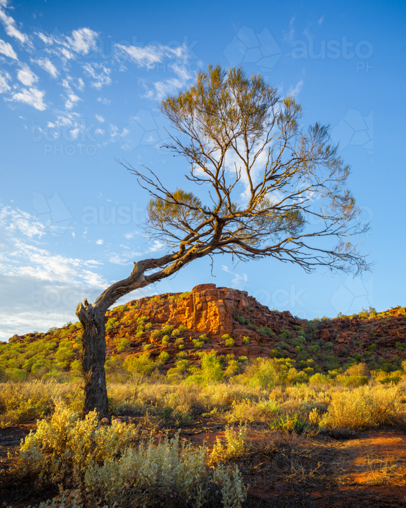 tree in golden scene from outback Australia - Australian Stock Image