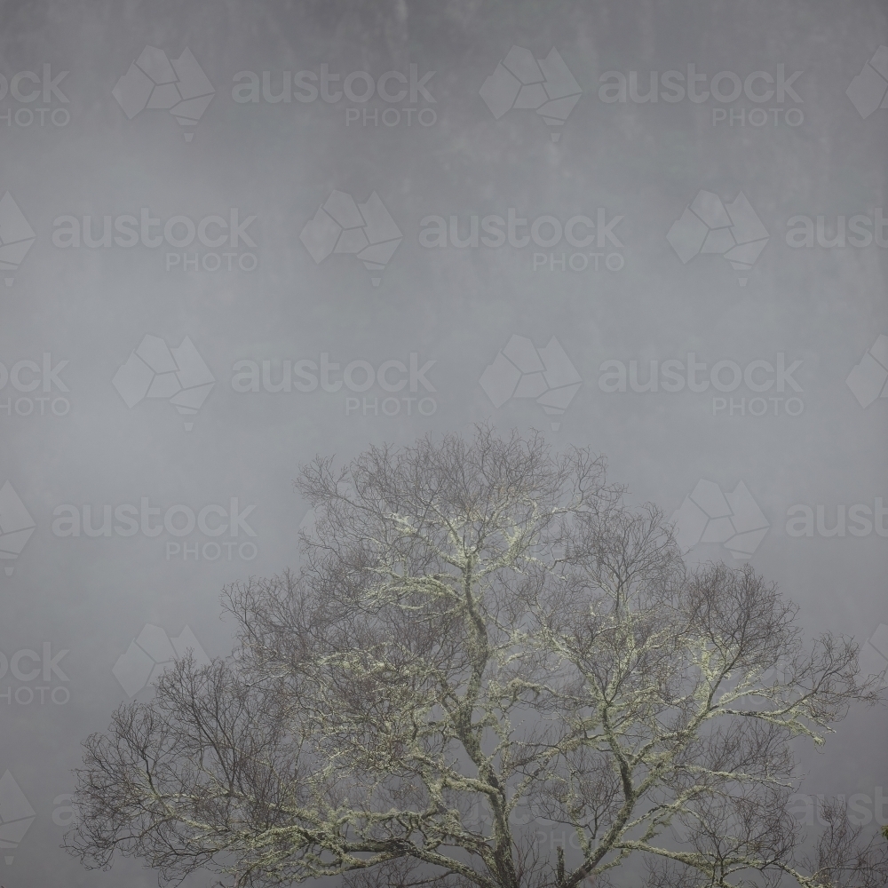 Image of Tree in mist - Austockphoto