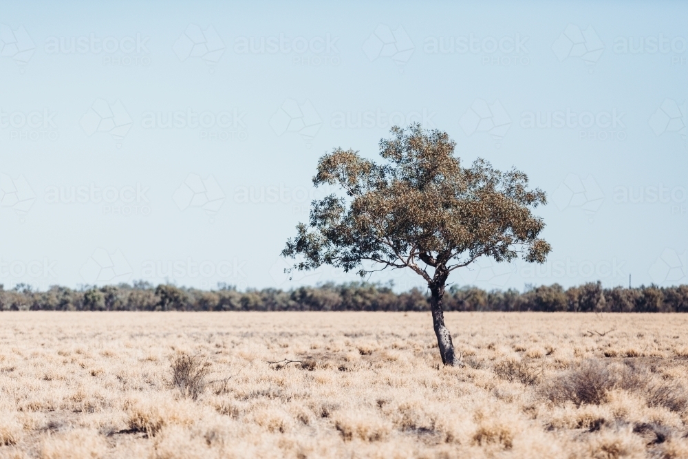 Tree in paddock - Australian Stock Image
