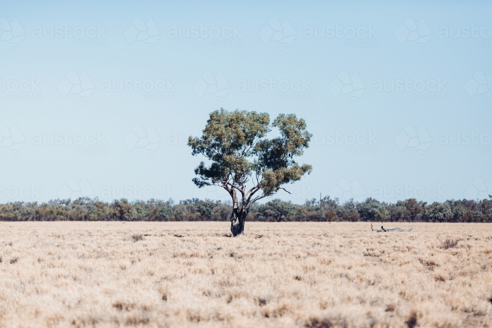 Tree in paddock - Australian Stock Image