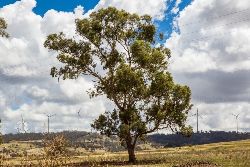 Tree in paddock with wind turbines on horizon and cloudy sky - Australian Stock Image