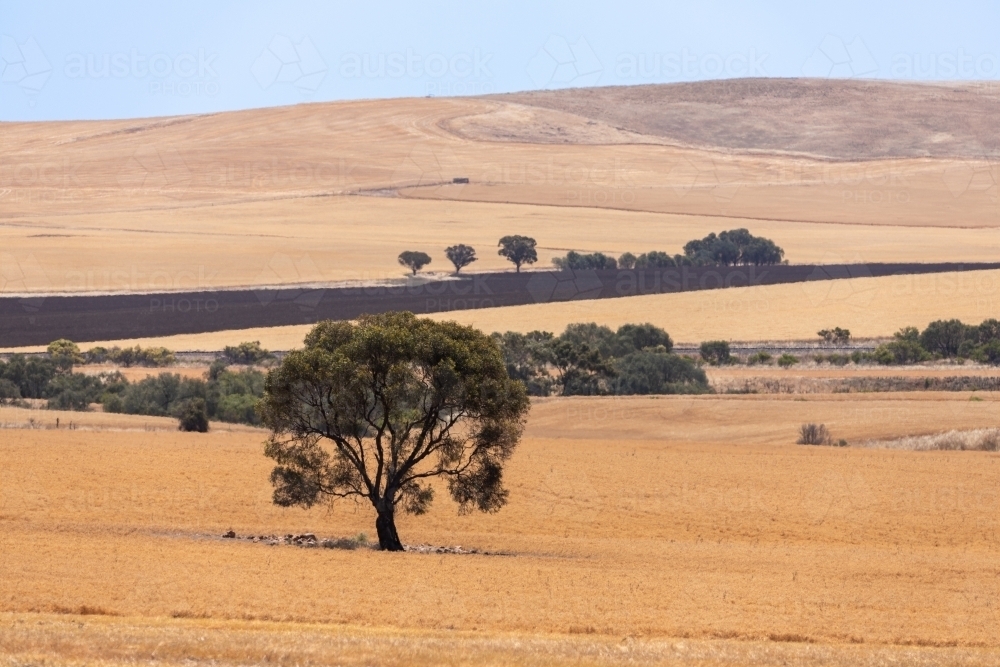 Tree in rural paddock - Australian Stock Image