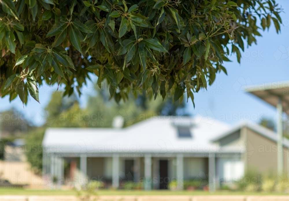 Tree leaves in front of blurred house - Australian Stock Image