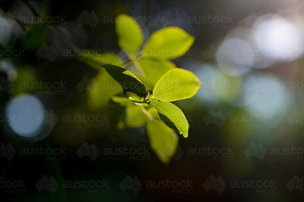 Tree leaves in the afternoon sun - Australian Stock Image