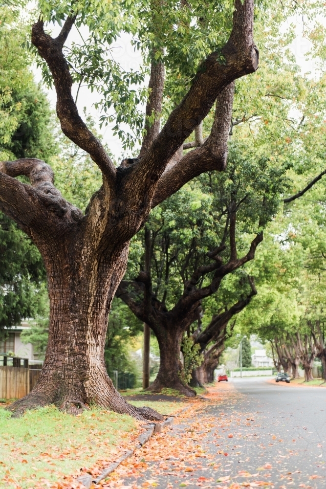 Tree lined Camphor Laurel street - Australian Stock Image