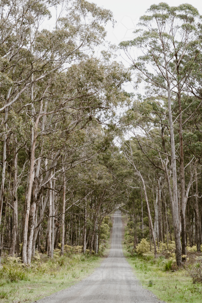 tree lined dirt country road - Australian Stock Image