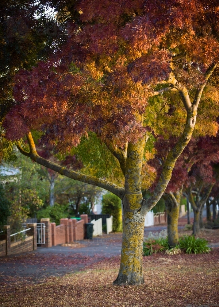 Tree lined footpath in Autumn - Australian Stock Image