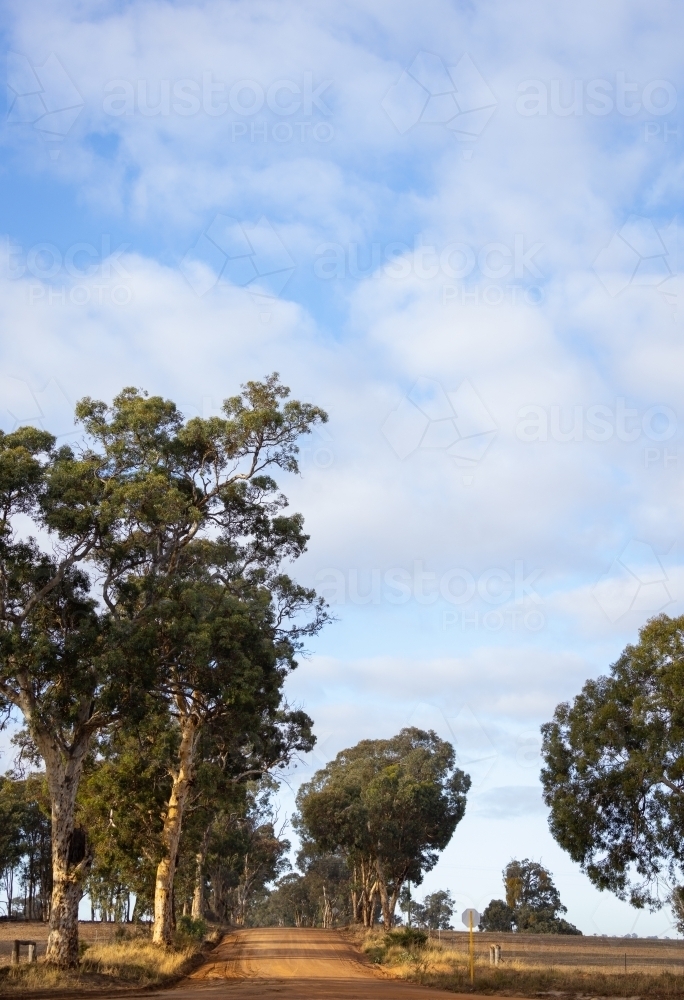 tree-lined gravel road with cloudy blue sky - Australian Stock Image