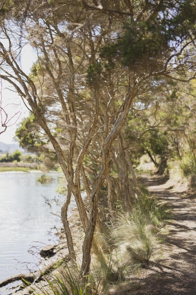Tree lined path at Supply River - Australian Stock Image