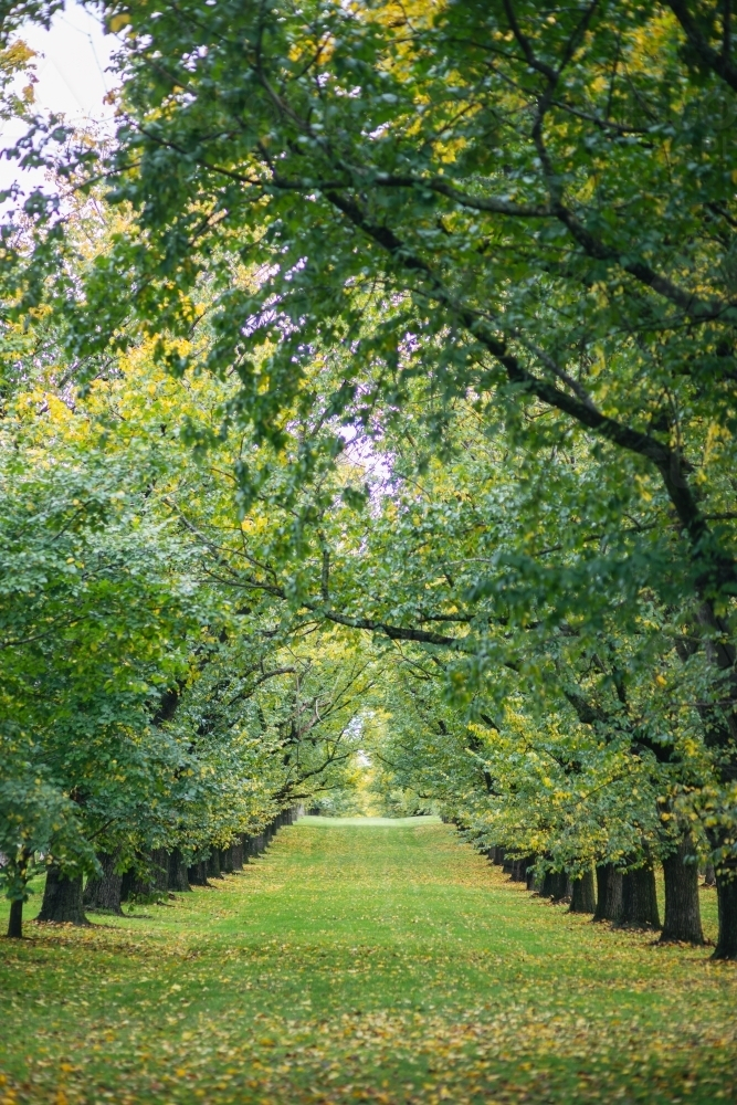 Tree-lined path with trees that have lush green leaves and some yellowing suggesting autumn. - Australian Stock Image