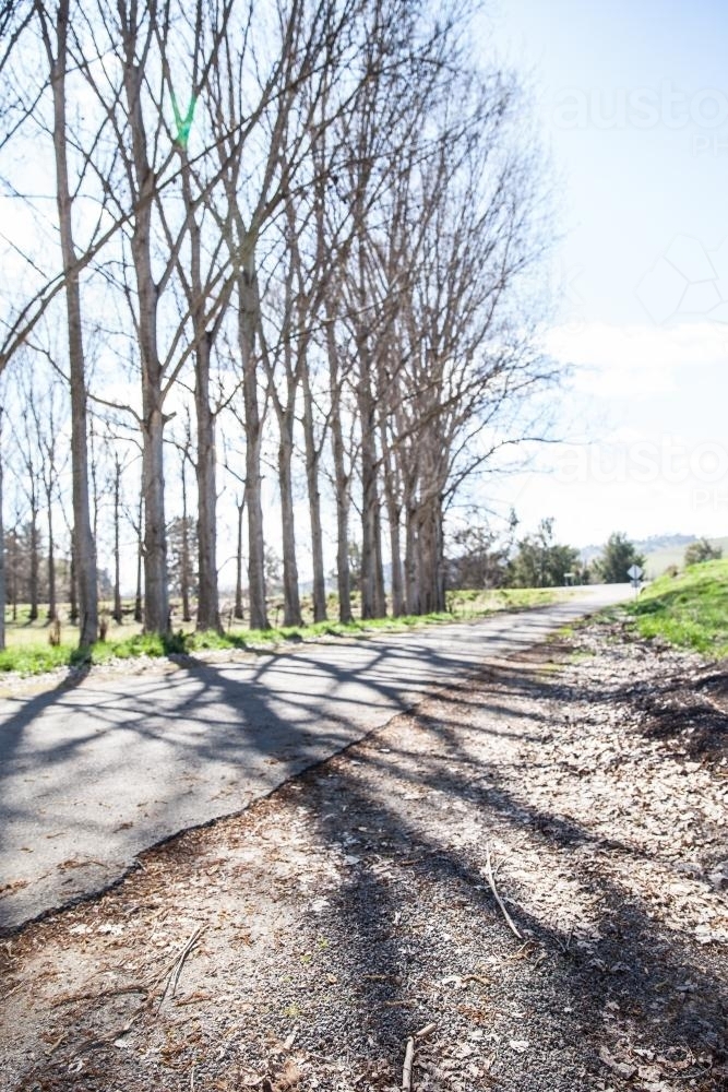 Tree lined road southern NSW - Australian Stock Image
