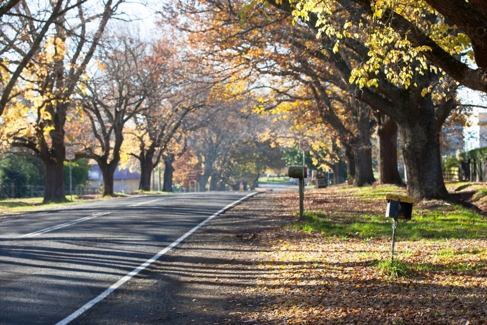 Tree lined road though country town in Autumn - Australian Stock Image