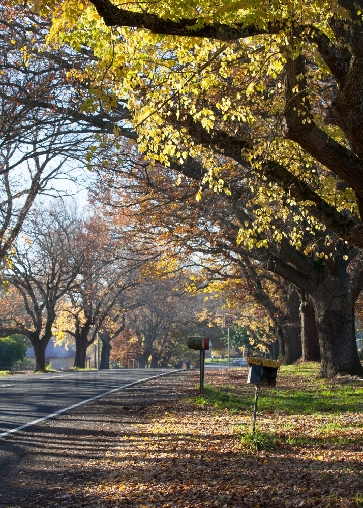 Tree lined road though country town in Autumn - Australian Stock Image