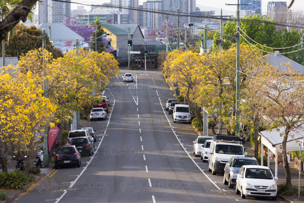 Tree lined with golden foliage suburban street on early morning - Australian Stock Image