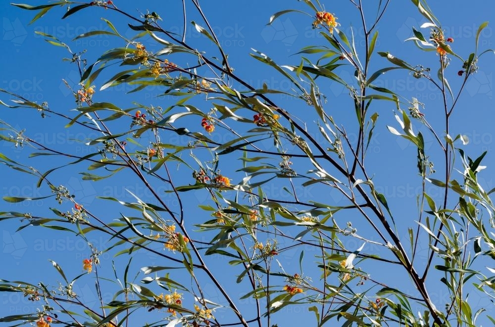 Tree of small grevillea flowers and leaves against blue sky - Australian Stock Image