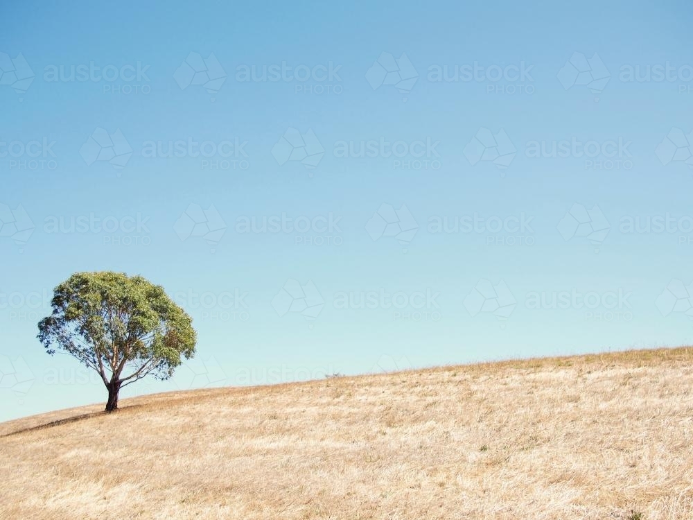 Tree on a hill with a blue sky - Australian Stock Image