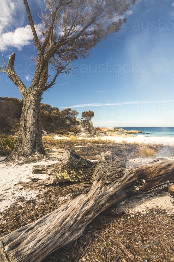 tree on fire next to beach - Australian Stock Image