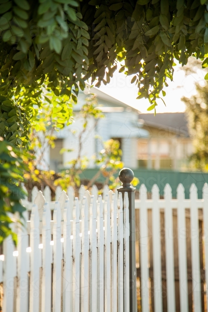 Tree overhanging white picket front fence of home - Australian Stock Image