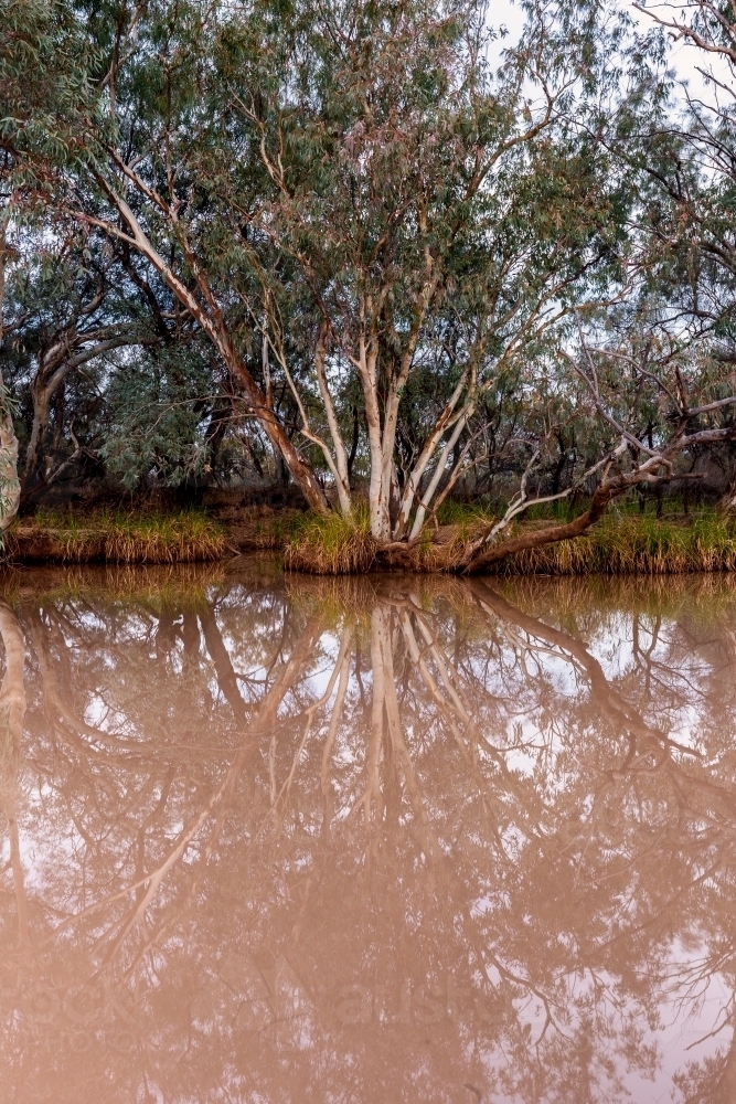 Image of Tree reflected in muddy waters - Austockphoto