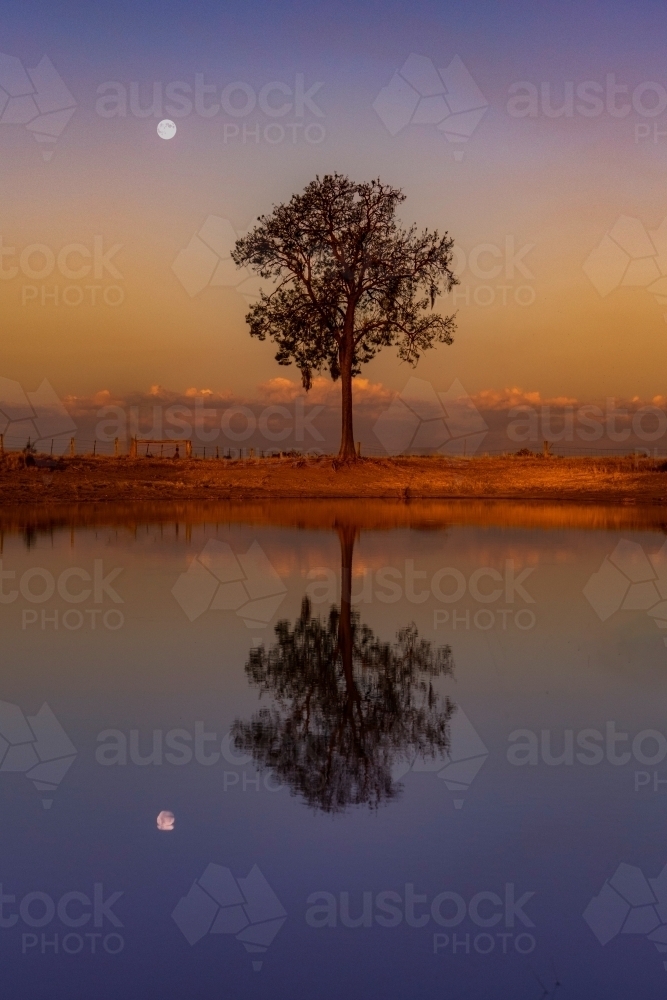 Tree reflection at dusk - Australian Stock Image
