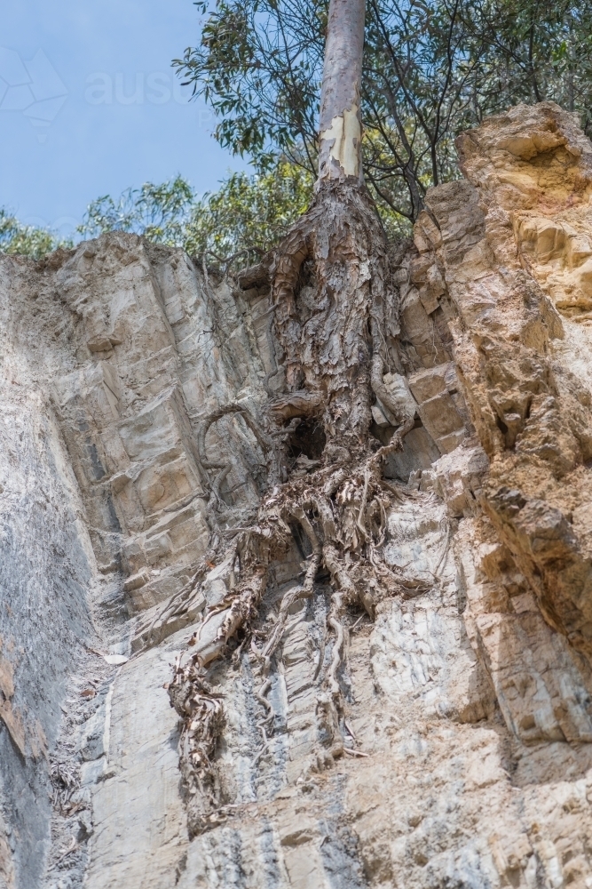 Tree rooted in a rock on a cliff - Australian Stock Image