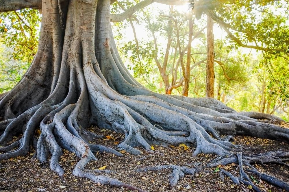 Image of Tree Roots - Austockphoto