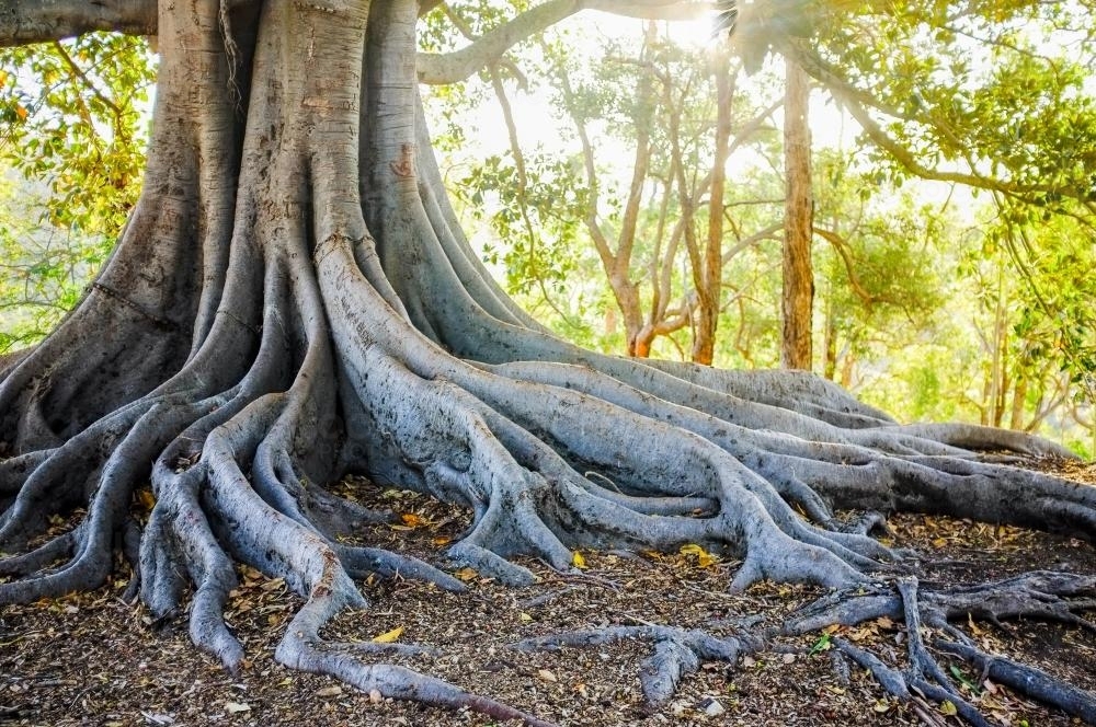 Tree Roots - Australian Stock Image