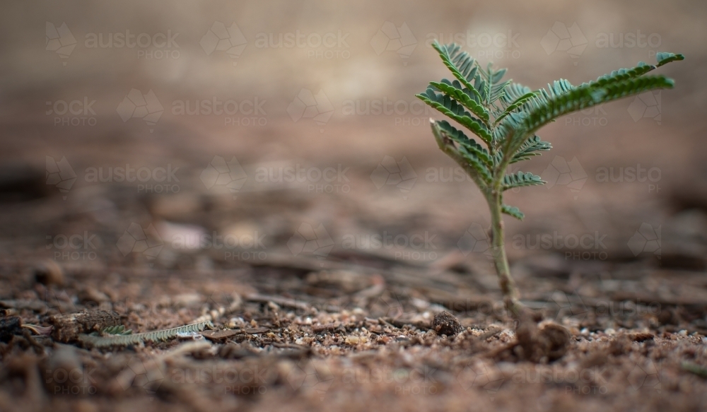 Image of Tree Sapling Growing on a Dry Dirt Road - Austockphoto