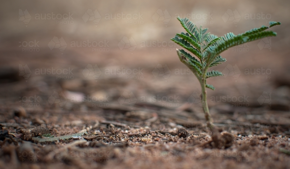 Tree Sapling Growing on a Dry Dirt Road - Australian Stock Image