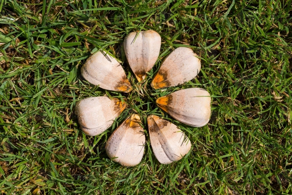 Tree seed pods arranged in circle on the grassy foreground. - Australian Stock Image