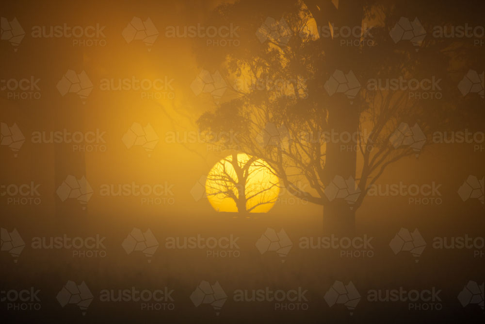 Tree silhouette against a golden rising sun - Australian Stock Image