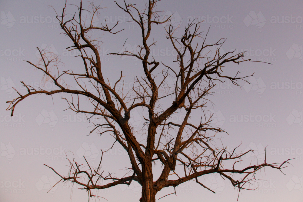 Tree silhouette in early morning light - Australian Stock Image