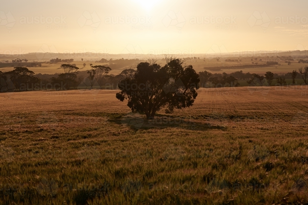 Tree silhouette in field of barley at sunset - Australian Stock Image