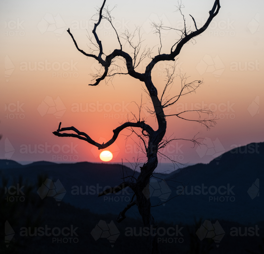 Tree silhouetted against evening sky in warrumbungles - Australian Stock Image
