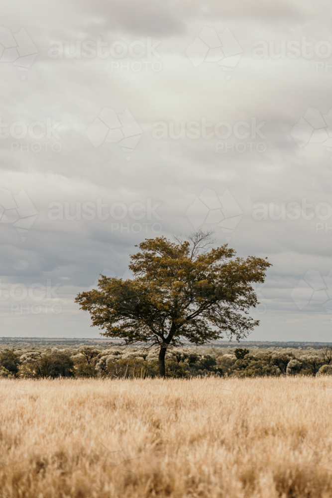 tree standing in the middle of dry grassland - Australian Stock Image