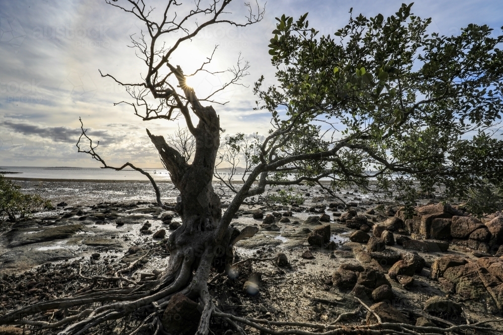 Tree surrounded by rocky coastline at low tide - Australian Stock Image