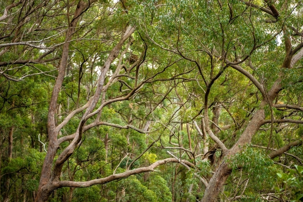 tree trucks in dense green forest - Australian Stock Image