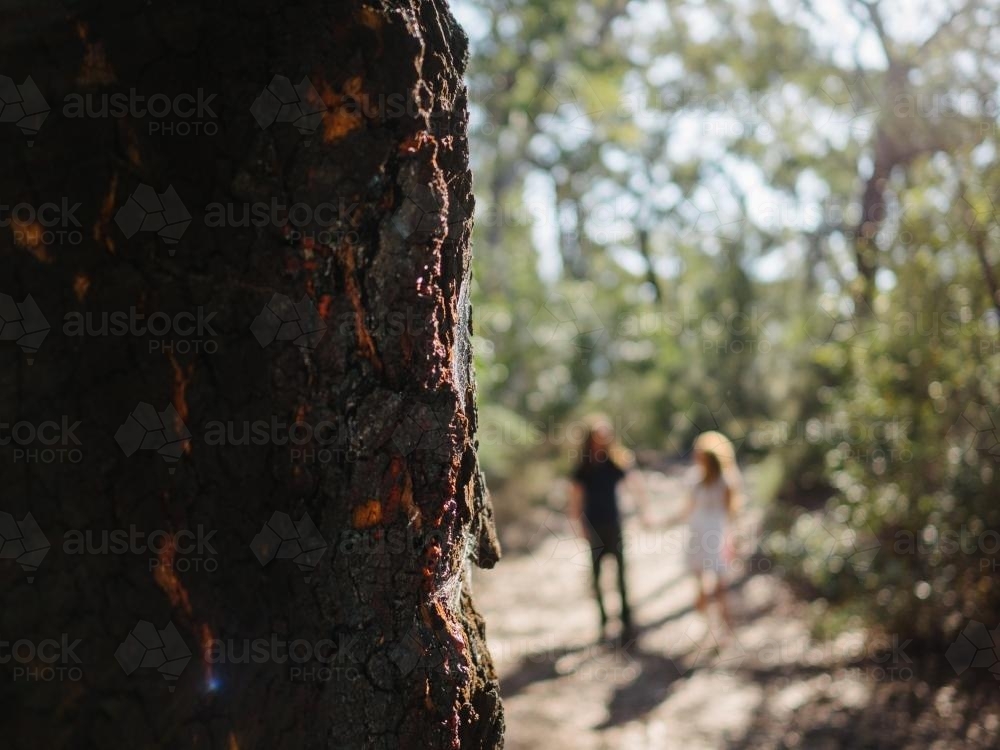 Tree trunk in foreground with couple walking along bush track in background - Australian Stock Image