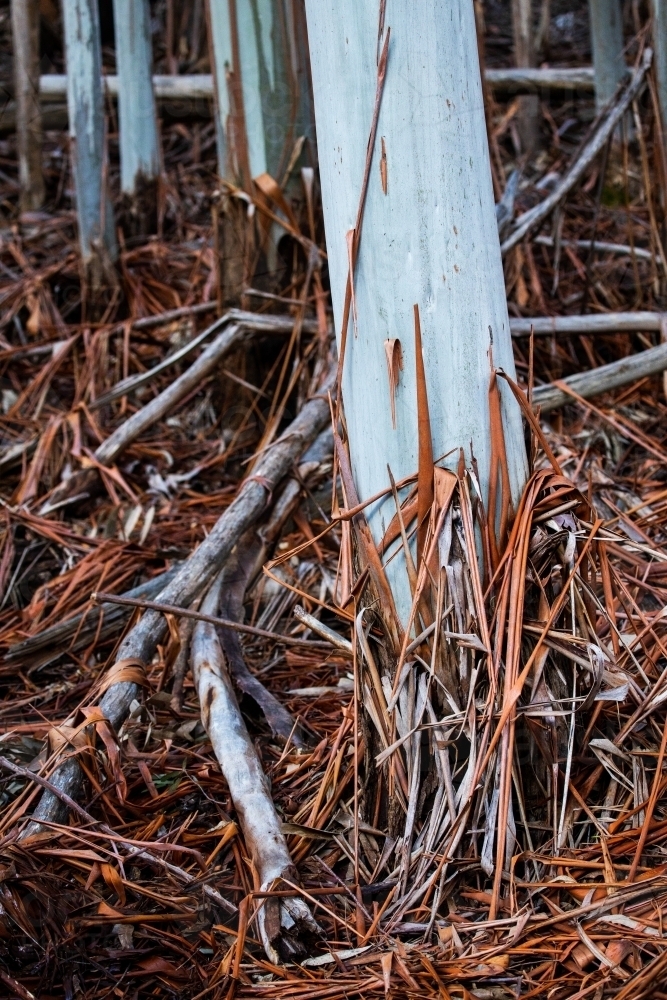 tree trunks and strips of shed bark - Australian Stock Image